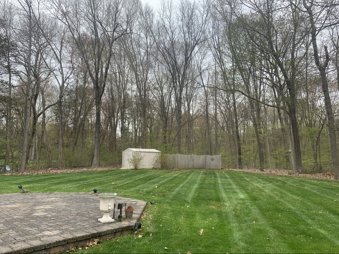 Striped lawn with bare trees in Connecticut