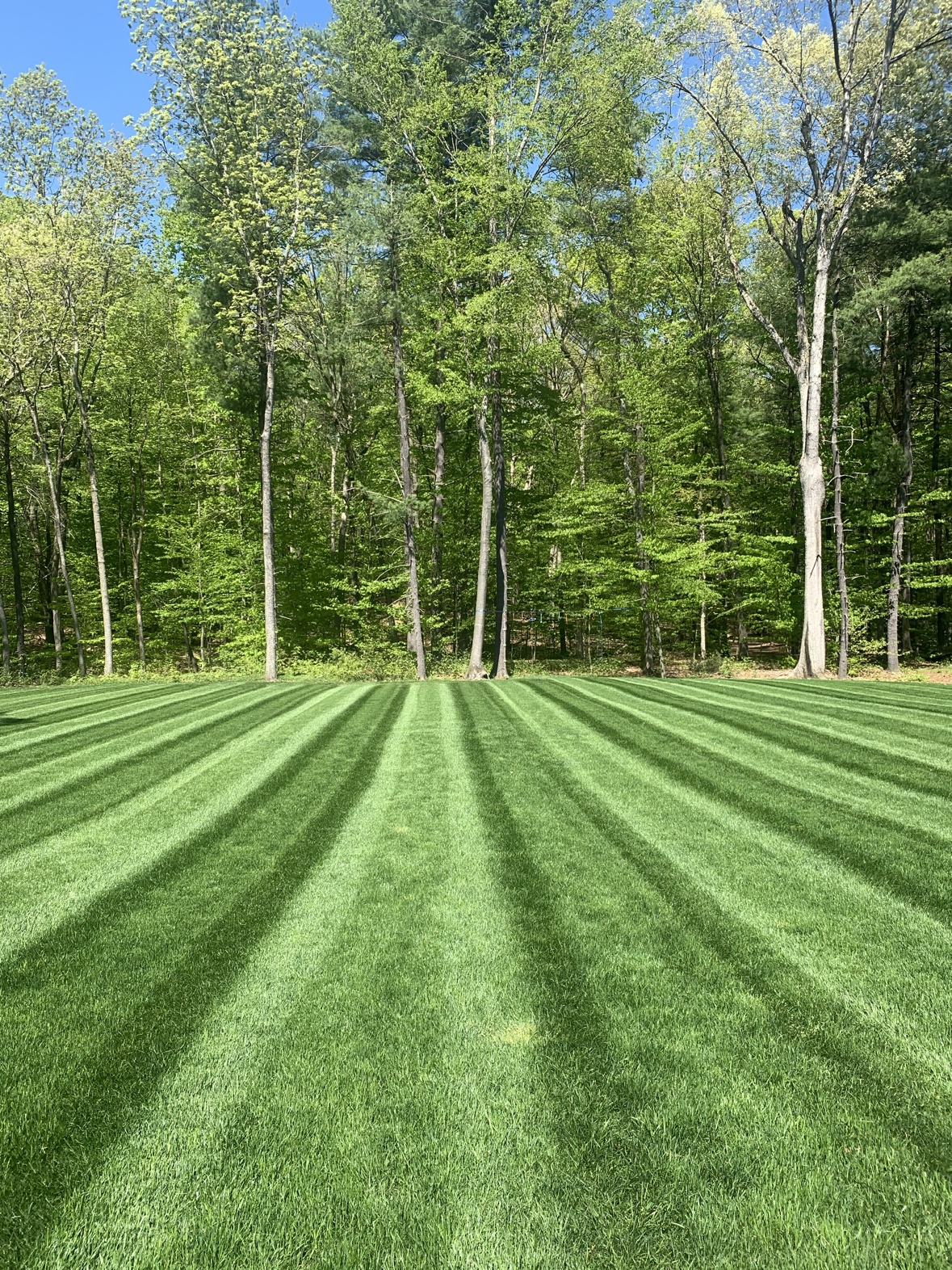 Wide striped lawn with green trees